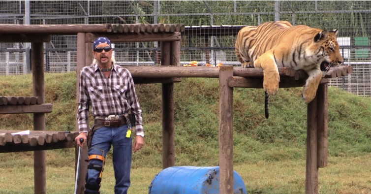 tiger king tiger king